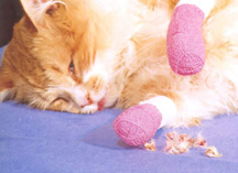 http://www.littlebigcat.com/wp-content/uploads/2010/11/declawed-cat-with-bandages-and-toes.jpg