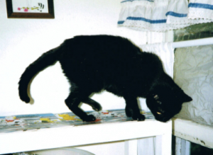 Why Did My Cat Pee Outside the Litterbox?