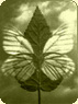 ojibwatea.com