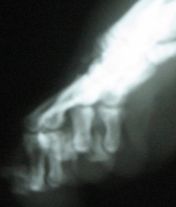 normal lateral radiograph