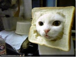 Inbred Cat