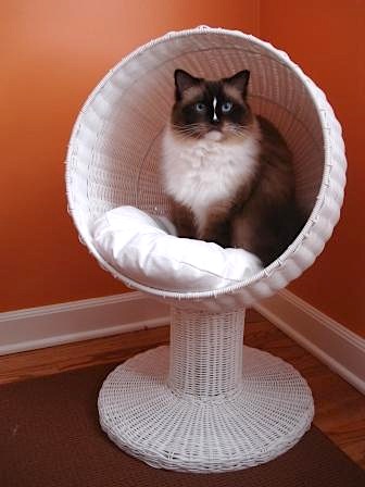 My cats would *love* to win this bed!