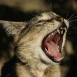 CatsWalk Newsletter – April 2013