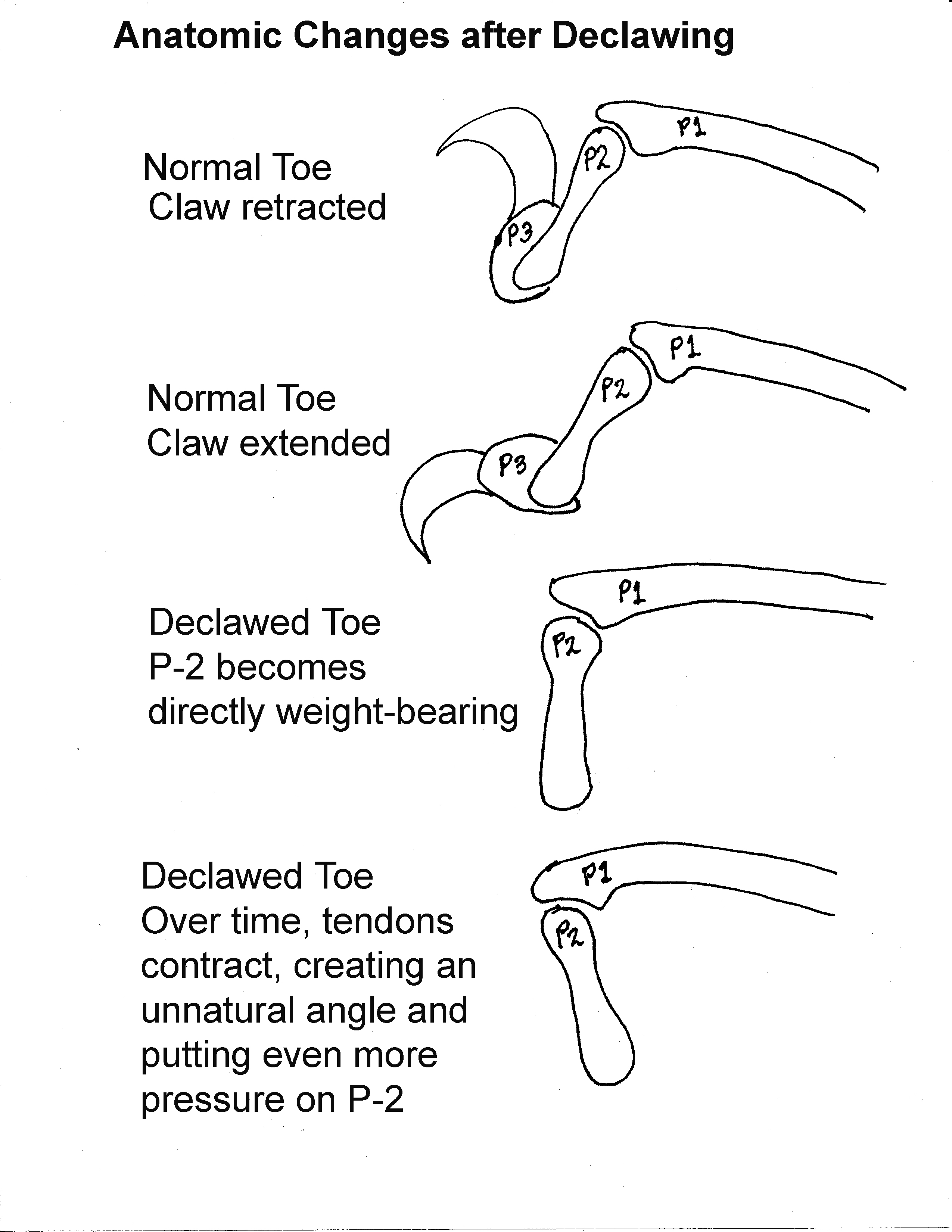 Clawed-vs-Declawed-Toes.jpg